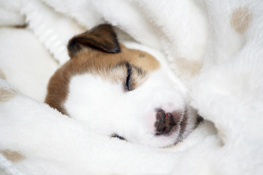 Портрет спящего щенка, Джек рассел терьера, укрытого одеялом