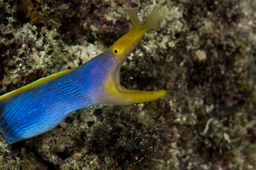 Enguia azul