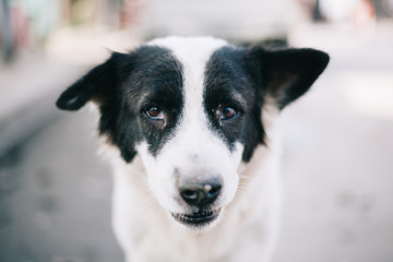 Obraz premium Cute Homeless Dog