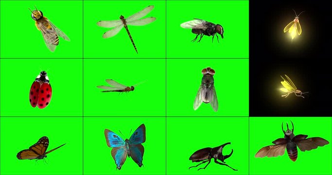 Standing 3D Insects