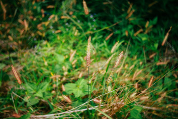 Nature Around The House