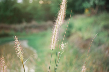 Nature Around The House