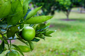 Close up of a lime on a tree ready for picking
