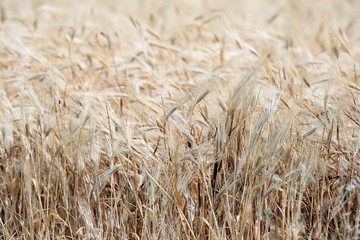 spikelets of wheat in a wheat field