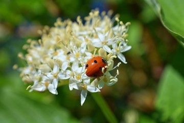 Ladybug (Coccinellidae) hunting aphids, greenfly or blackfly (Aphidoidea) on a Dogwood (Cornus Cornaceae) flower blossom closeup macro view in cottage garden in Utah, USA