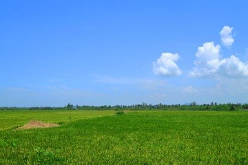 Wide bright beautiful green field on cloudy blue sky day in upcountry