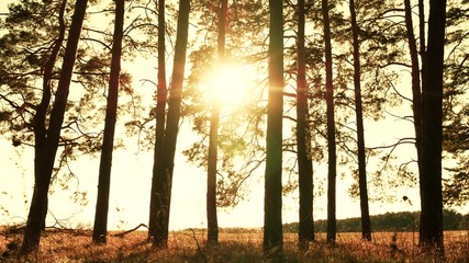 Trees in a pine forest against a sunset background. The rays of the sun pass through the branches of trees.