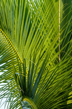 Vertical close up detail of palm fronds on a sunny day
