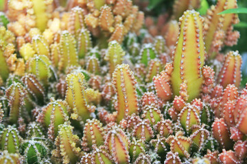 Beautiful green cactus flower huge group,Cereus peruvianus in garden background