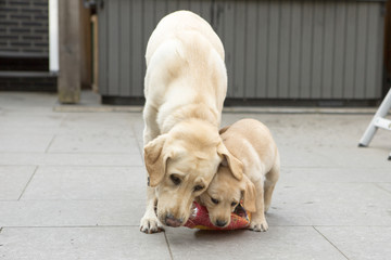 Labrador en labrador pup spelen samen