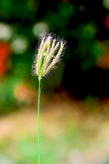 The flowers of the grass are sunlight in the morning.