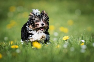 Biewer Yorkshire Terrier puppy