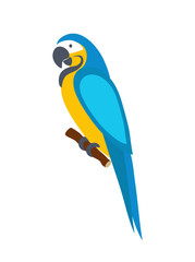 Macaw parrot. Isolated on white background. Vector illustration.