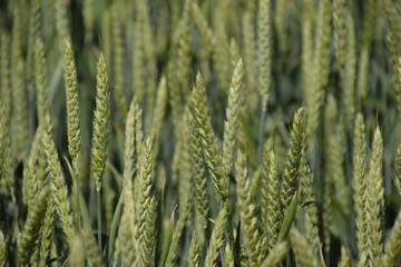 Spikelets of green wheat. Ripening wheat in the field.