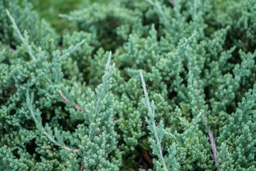 Closeup green leaves of plant in the garden textured background