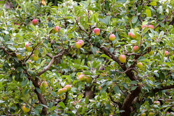 Apples ripening in an orchard, close up of an apple tree
