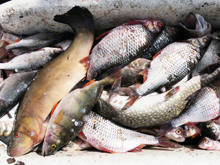 Fresh fish