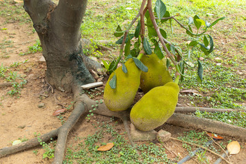 Artocarpus heterophyllus on tree