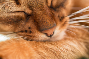 Young Abyssinian red cat sleep in bed. Close-up. Sweet kitten macro photo. Pastel color photo