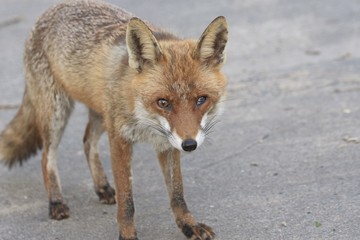 ein Fuchs mit einem verletztem Auge ganz nah