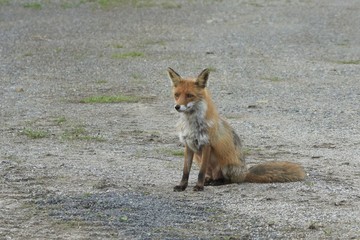 ein sitzender Fuchs auf der Strasse