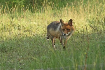 ein Fuchs streift durch das Gras