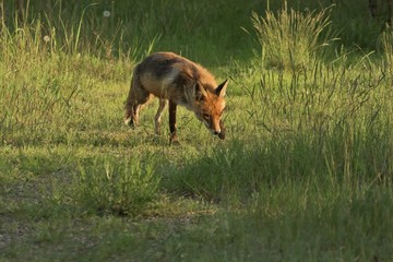 ein Fuchs schleicht sich an