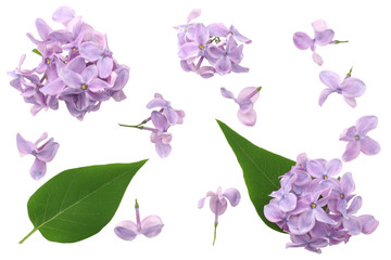 Obraz na płótnie Canvas lilac flower isolated on white background. top view