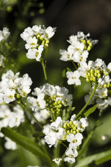 White horseradish flowers.