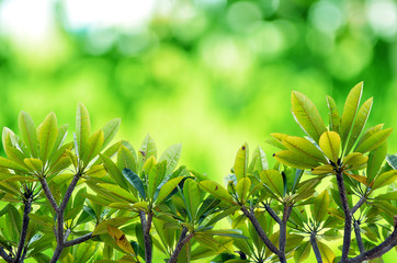 Obraz na płótnie Canvas Green leaf on nature green bokeh background with natural light