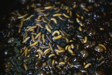 Worms in the food waste.