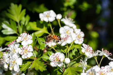 A Bee Gathering Pollen From White Smooth Hawthorn Flower