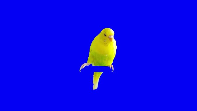 A parrot stands on a branch. Chroma Key