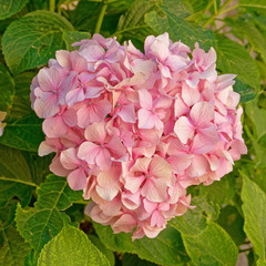 pink hortensia flower natural bouquet