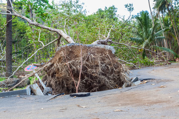 arbre déraciné après le passage de la tempête Fakir, anse des Cascades, île de la Réunion 