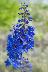 Rittersporn, Delphinium