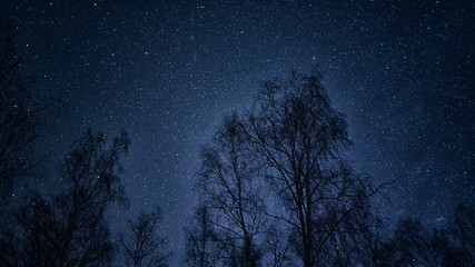 starry sky blue in the foreground trees