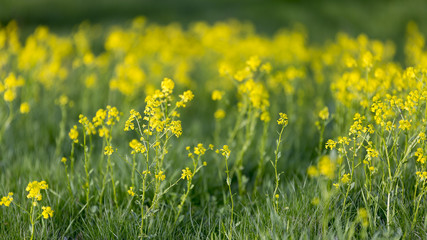 Yellow Flowers in Green Grass