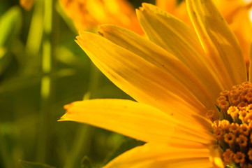 bouquet of bright yellow flowers Heliopsis helianthoides
