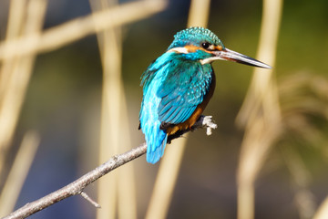 Flying Jewel Bird, Kawasemi, King Fisher.