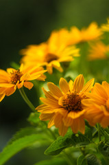 bouquet of bright yellow flowers Heliopsis helianthoides