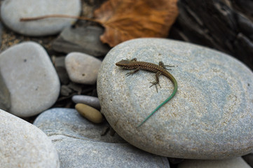 brown spotted lizard with green tail