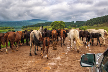 Herd of horses on the road