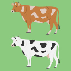 Cow, several cows. A realistic cow on a green background