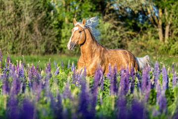 Horse running among blooming lupine flowers.