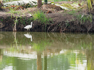 White great egret bird stalking and wading for hunting fish by fish pond in fish farm with reflection in water