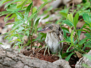 Baby heron bird sitting on the ground after fell off from its nest on top of a tree with bush and grass in the background