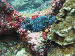 blue puffer fish, Blowfish among corals
