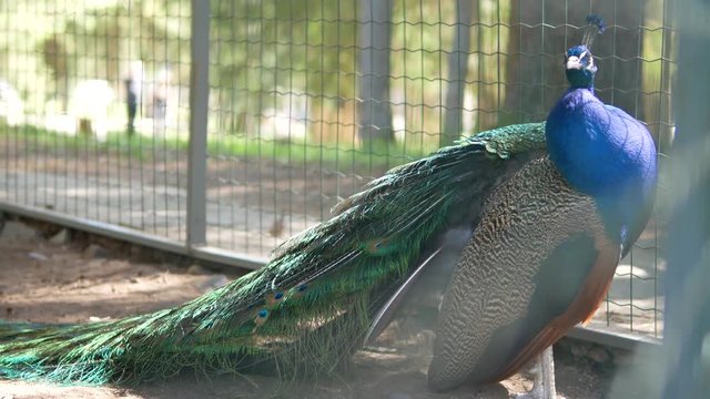 the peacock in the cage