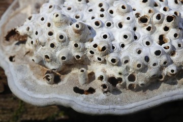 Yellow flat-footed platypezid fly, Agathomyia wankowiczii larvae galls inside artist's bracket fungus